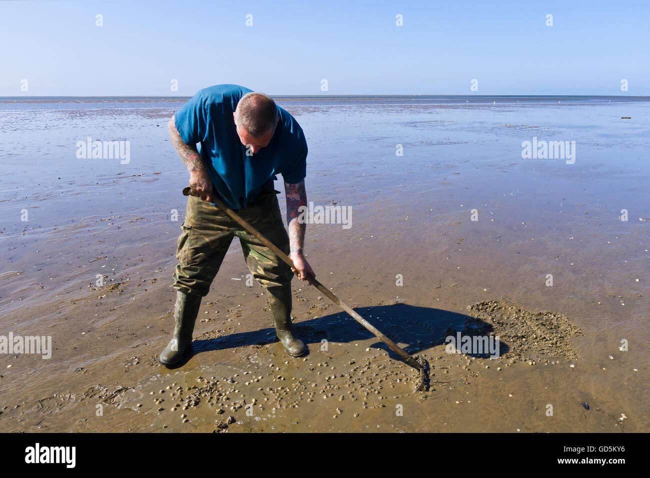 A man raking for cockles on a Norfolk beach. Stock Photo