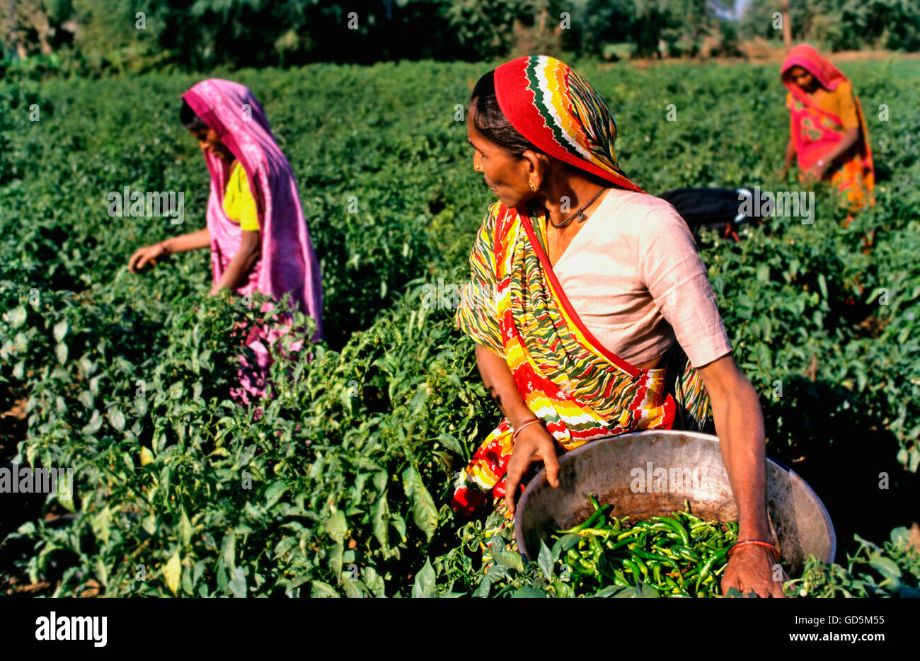 Women working in a field Stock Photo