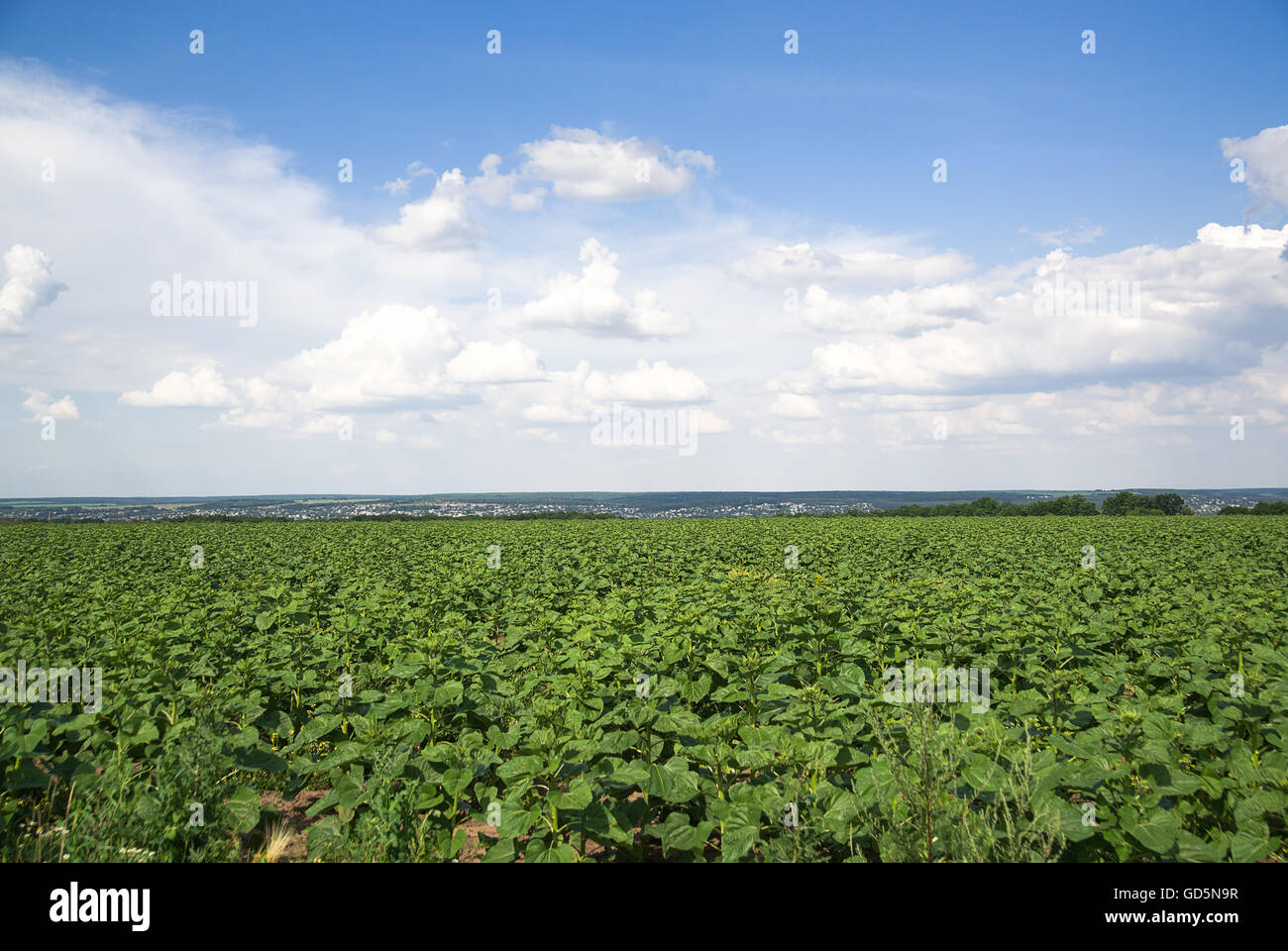 Farm field and clouds on blue sky Stock Photo