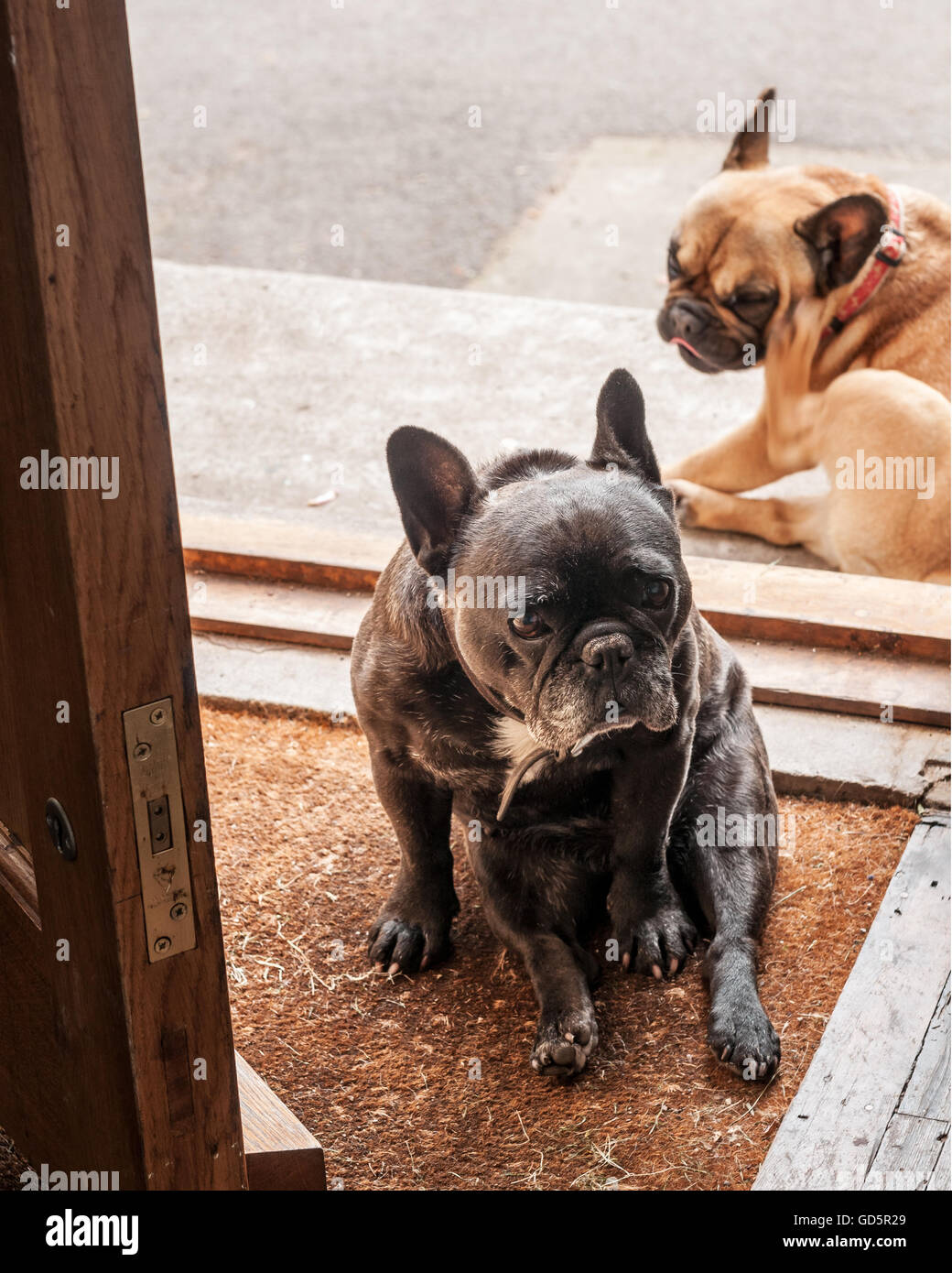 Pair of French bulldogs sitting in front doorway Stock Photo