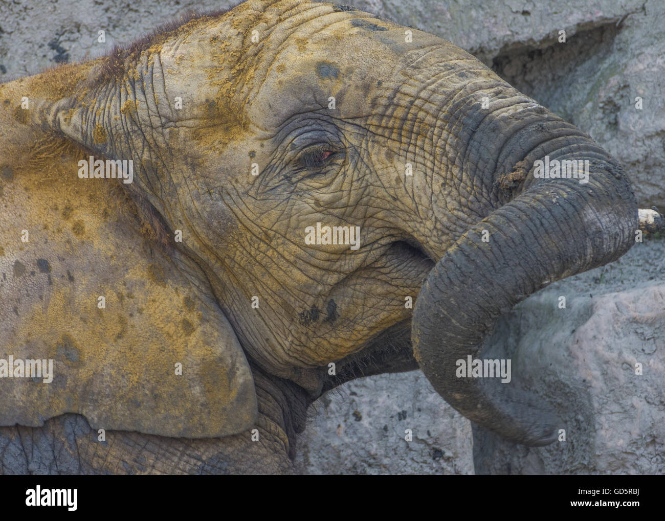 African elephant mud bath series Stock Photo - Alamy