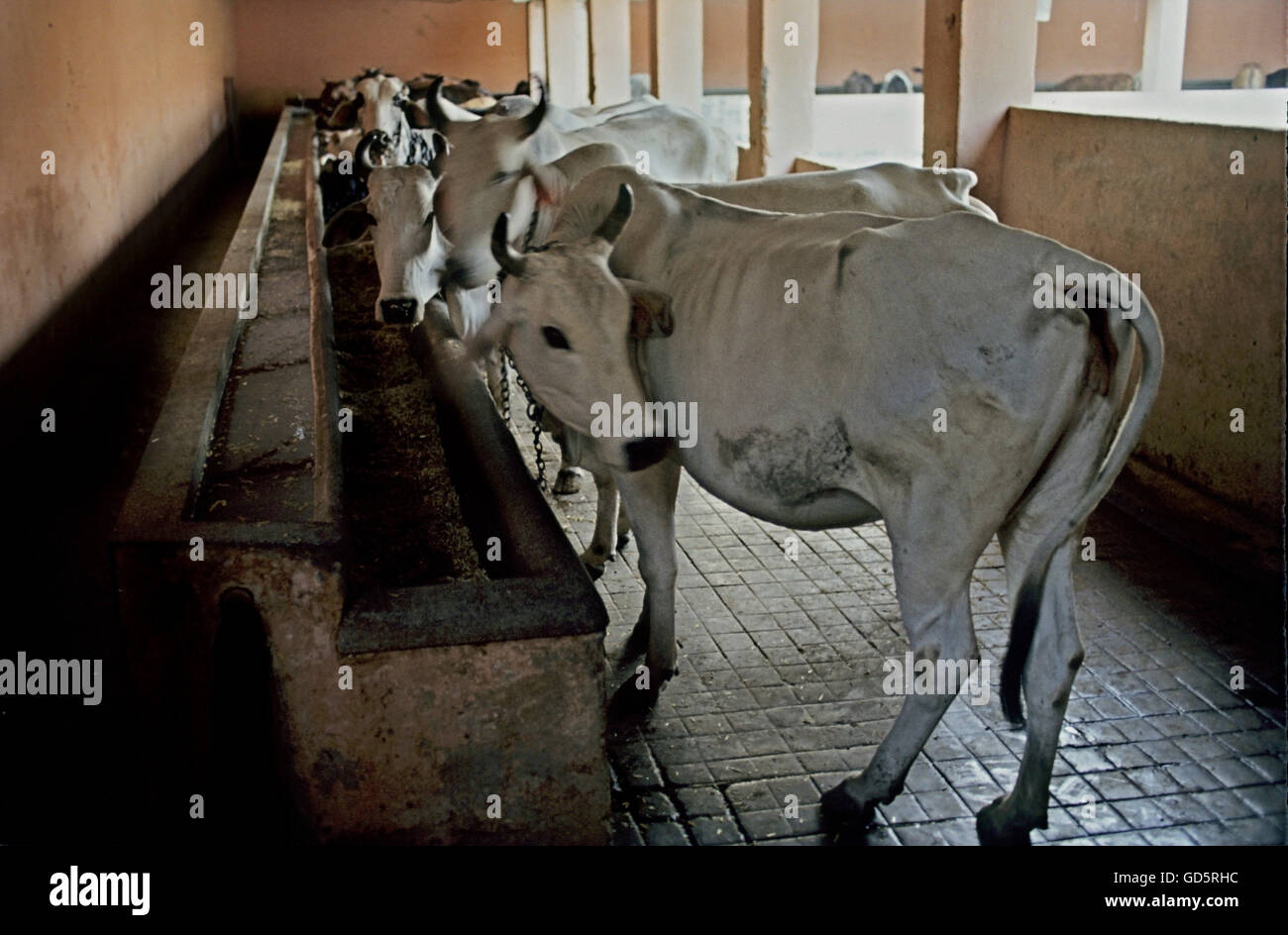 Cattle pound hires stock photography and images Alamy