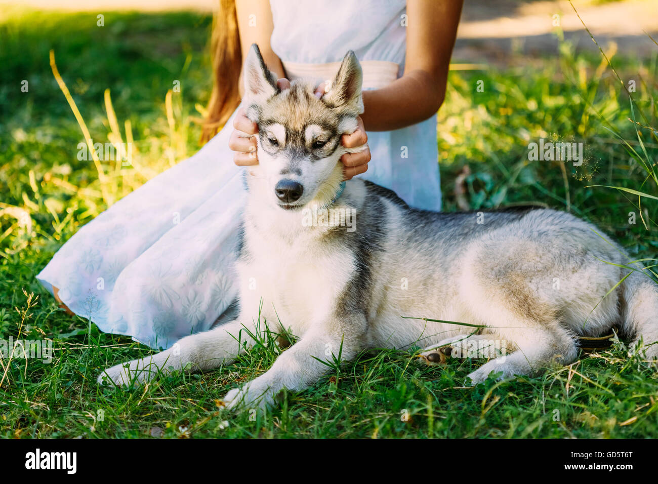Little Girl in Dress And Her Puppy Dog Husky In Park In Summer Stock Photo