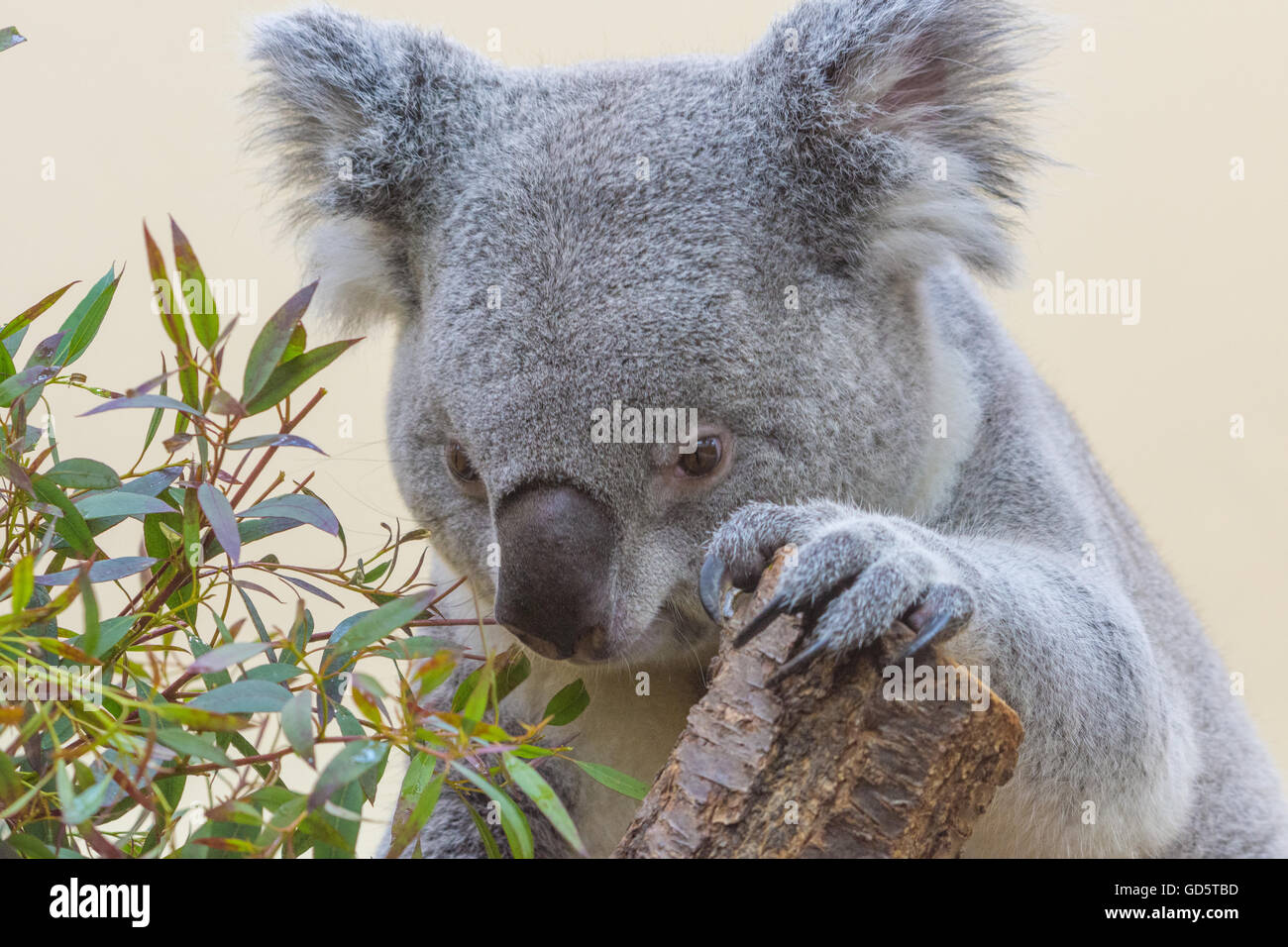 Koala eating. Closeup series Stock Photo Alamy
