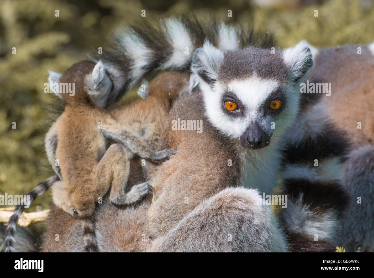 Ring-tailed lemur family Stock Photo - Alamy