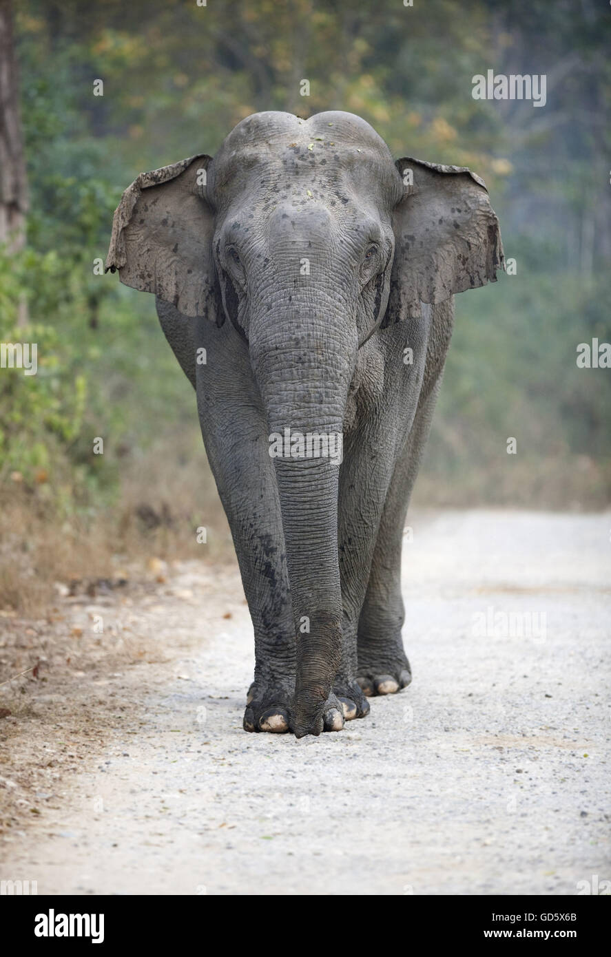 An elephant walking on the road Stock Photo