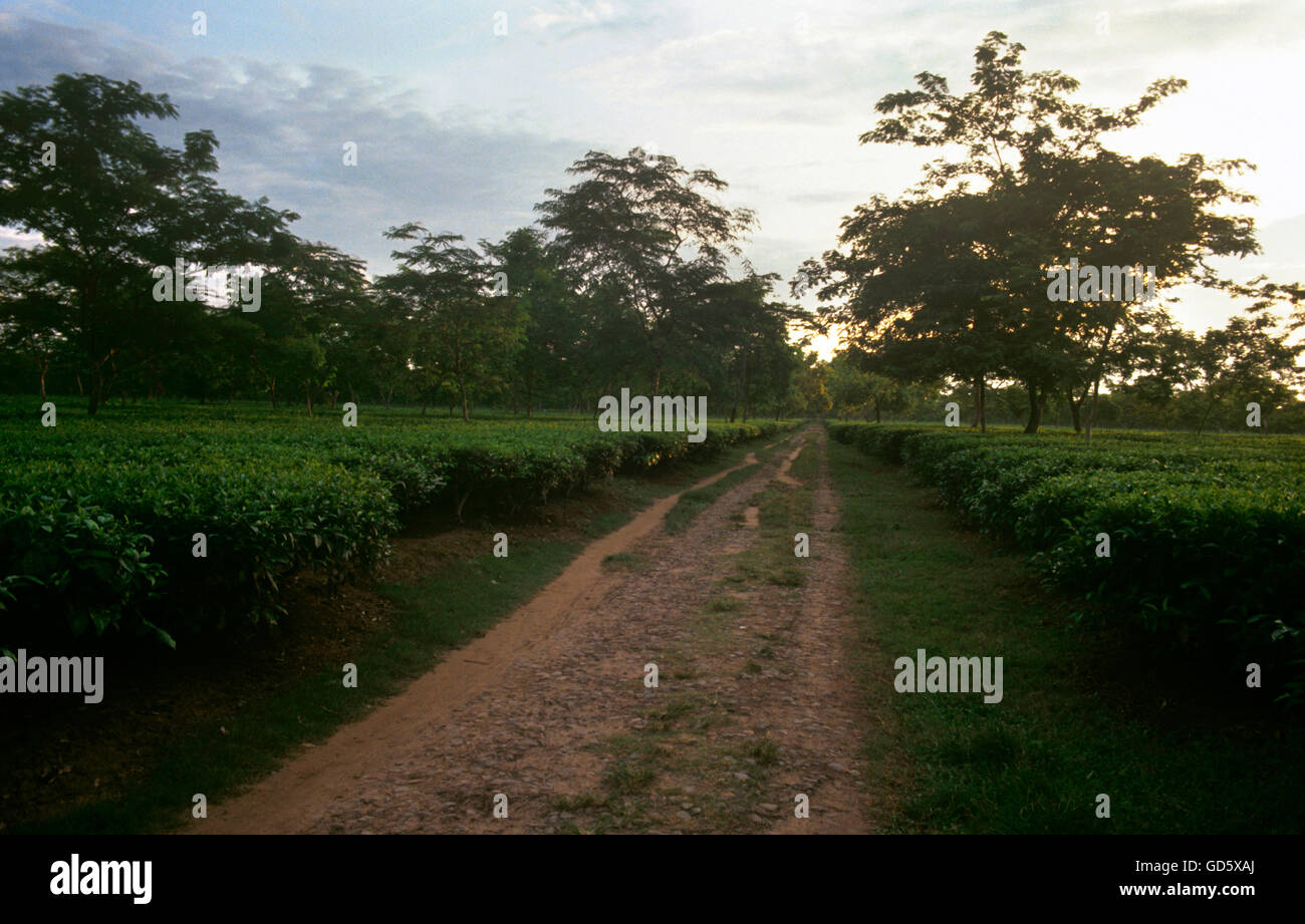 Dibrugarh assam tea plantation india hires stock photography and
