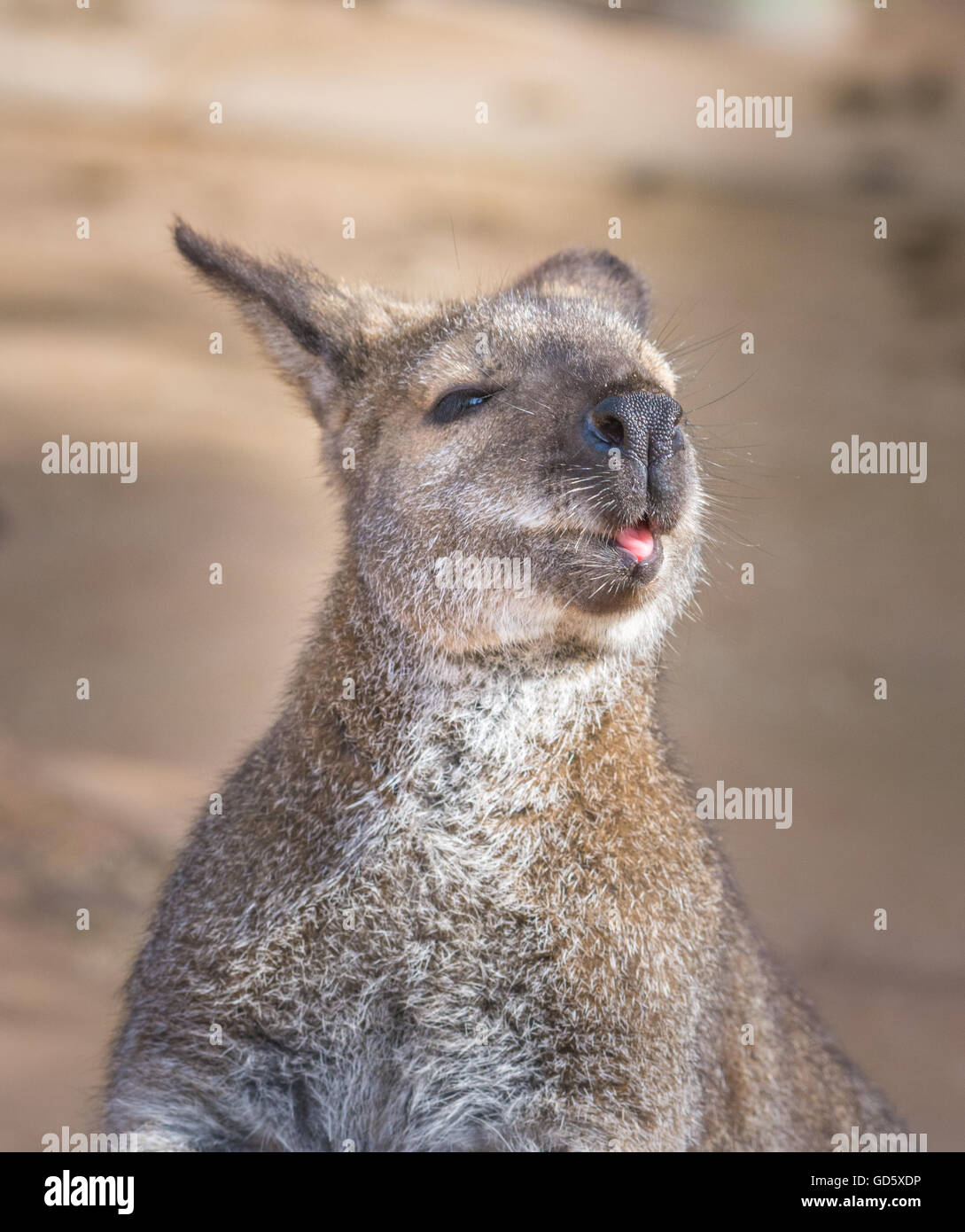 Bennett kangaroos series Stock Photo