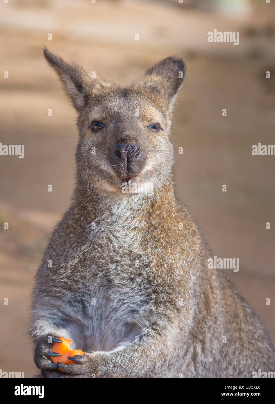 Bennett kangaroos series Stock Photo