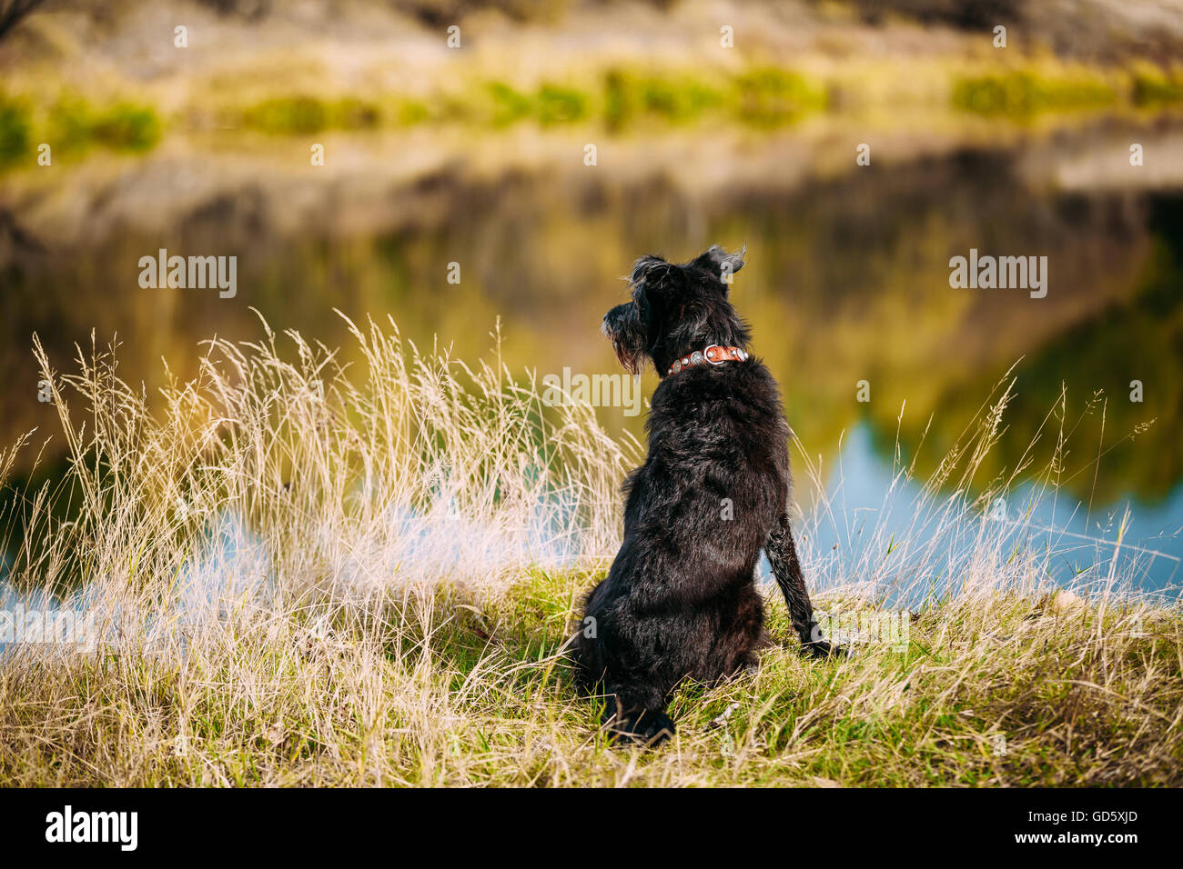 Small Size Black Dog In Grass Near River, LAKE. Summer Season. Stock Photo