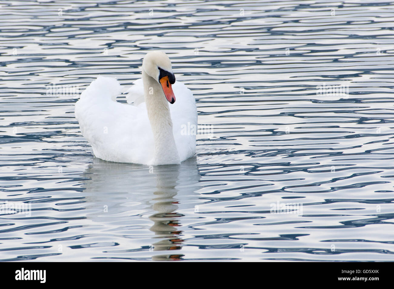 Swan in choppy waters, Upper Zurich Lake, Swizterland Stock Photo