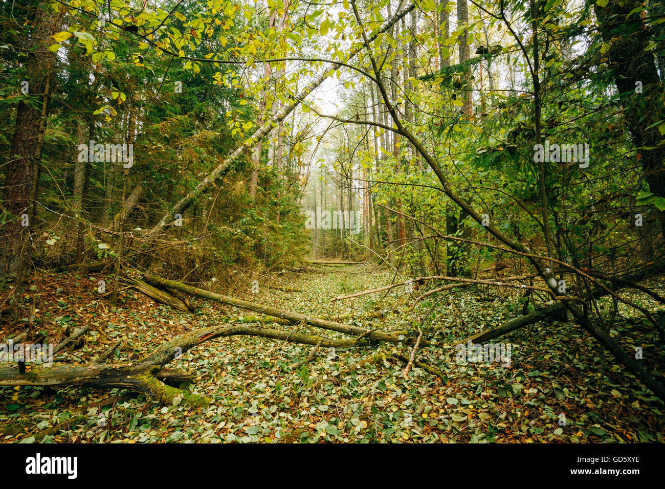 Fallen Trees In Wild Autumn Forest Reserve. Stock Photo