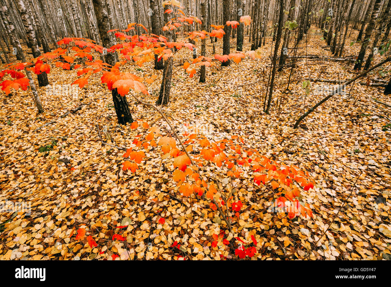 Young Maple Tree Grows In The Birch Grove. Maple With Red Leaves On A Background Of The Ground Strewn With Yellow Leaves In Autu Stock Photo