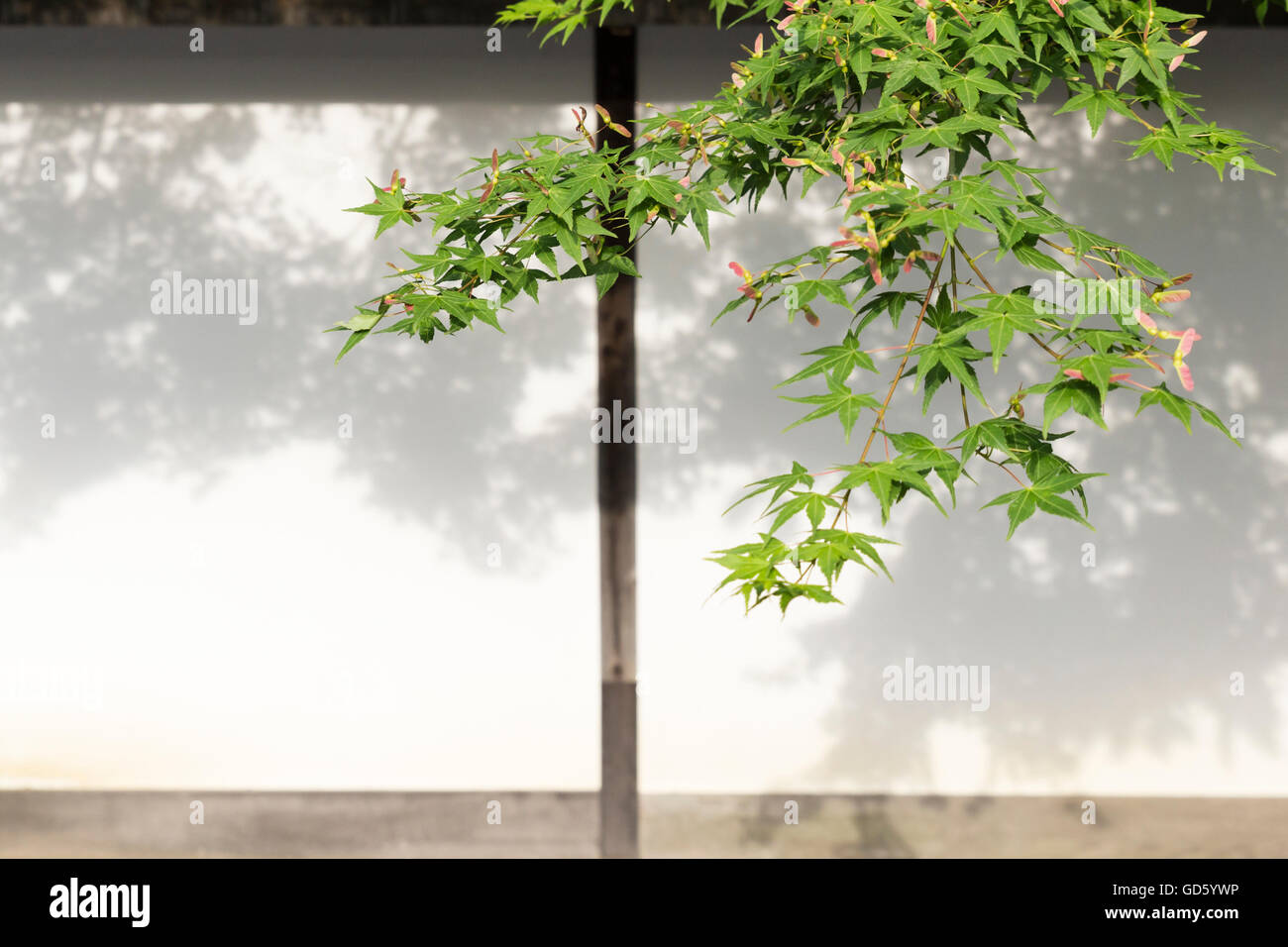 A branch of a Japanese maple tree with green leaves hanging in front of a white wall with brown wooden beams Stock Photo