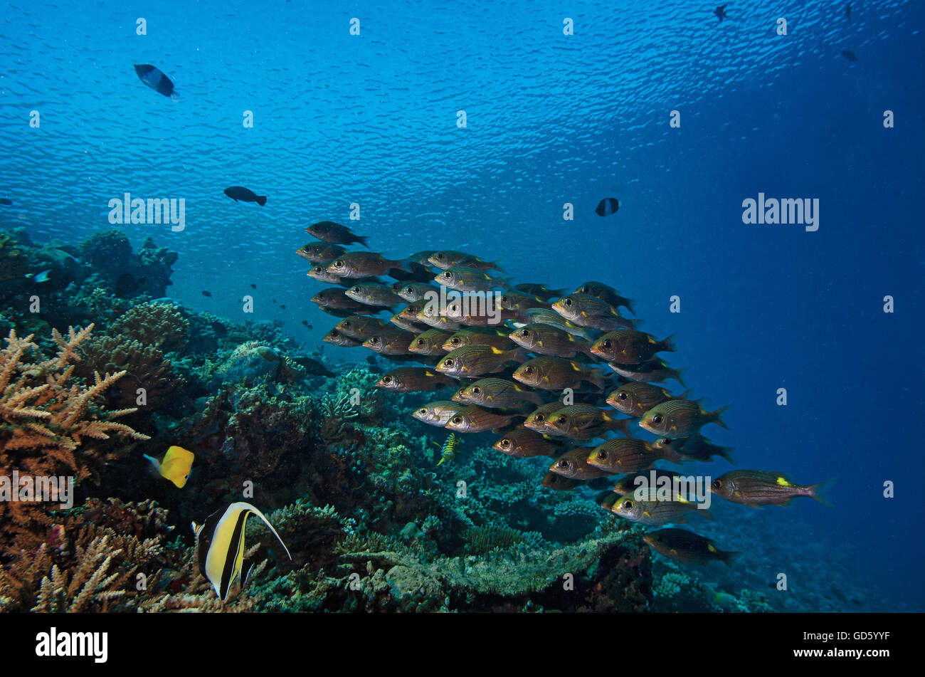 Shoal of Striped Large-eye Bream, Gnathodentex aureolineatus, on a tropical coral reef in Maldives, Indian Ocean Stock Photo