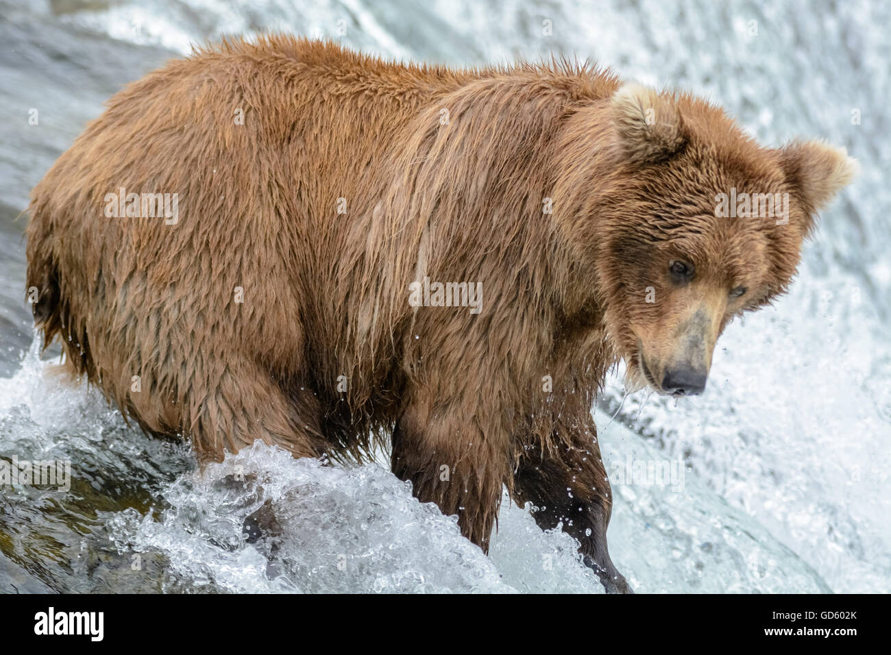Grizzly bear catching salmon at the top of a waterfall, Brook Falls, Alaska Stock Photo