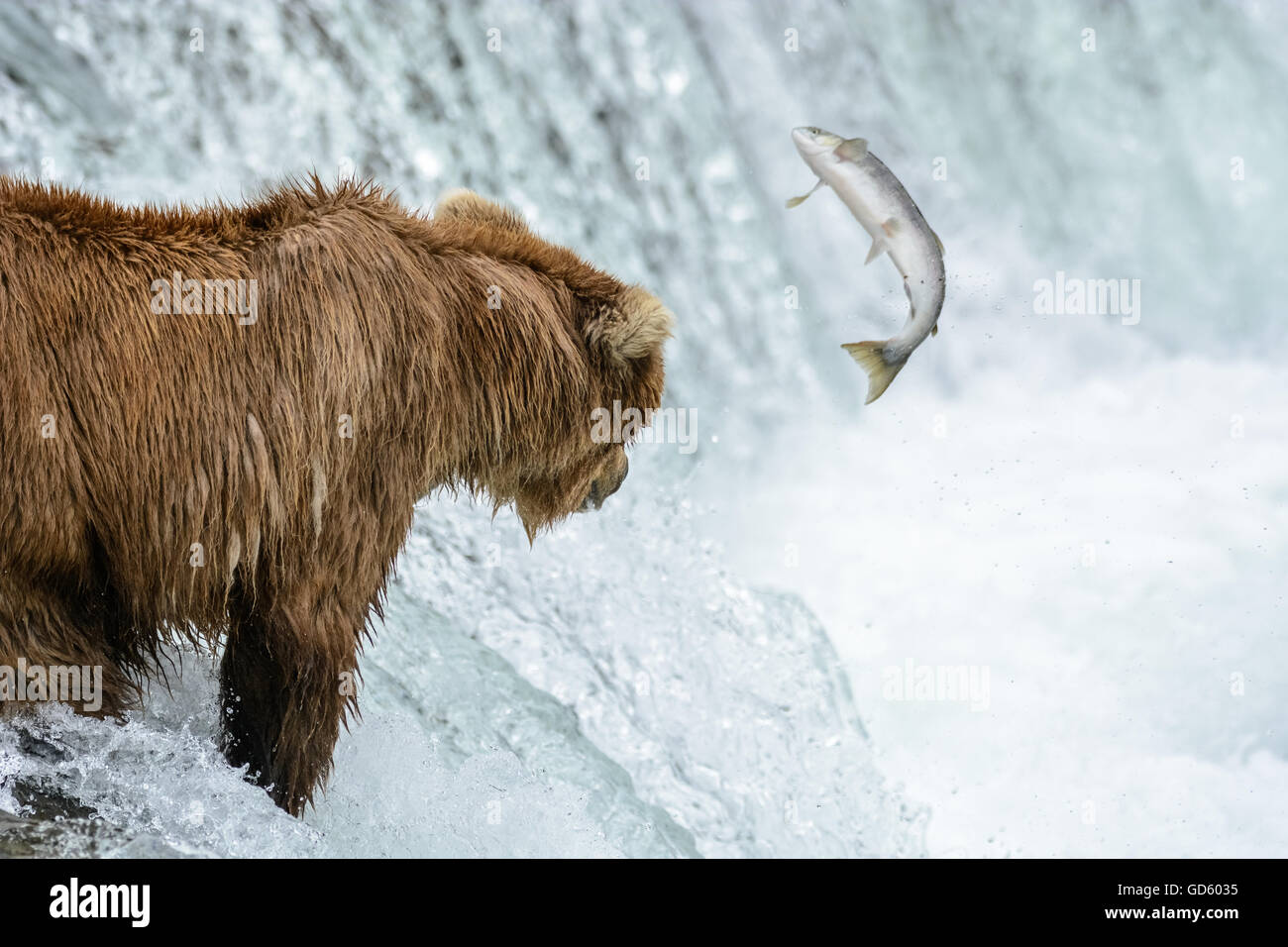 Grizzly bear catching salmon at the top of a waterfall, Brook Falls ...