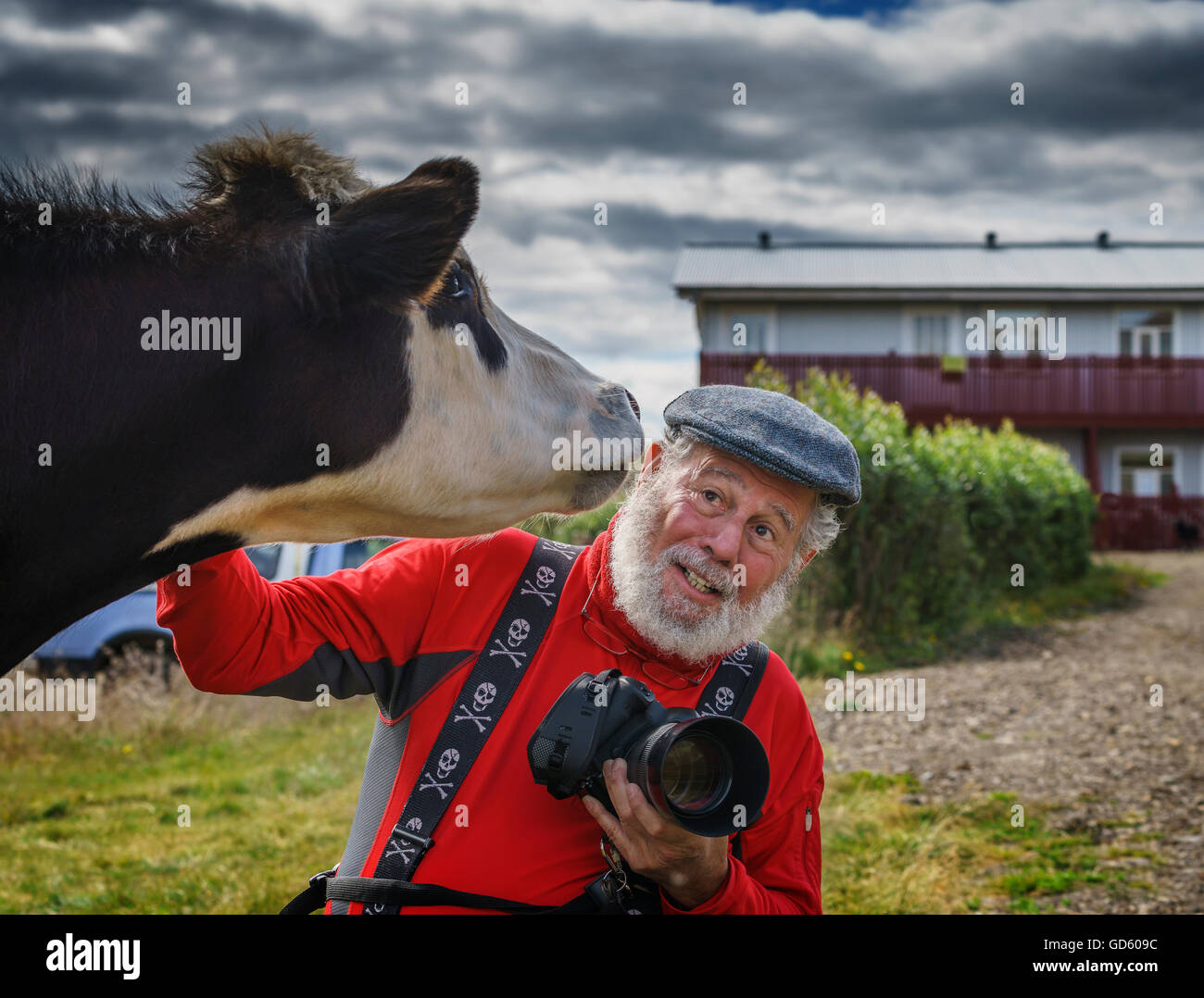 Photographer with a cow, Nordurardalur valley, Western Iceland Stock Photo