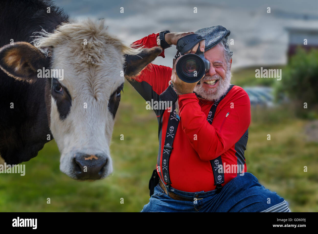 Photographer with a cow, Nordurardalur valley, Western Iceland Stock Photo