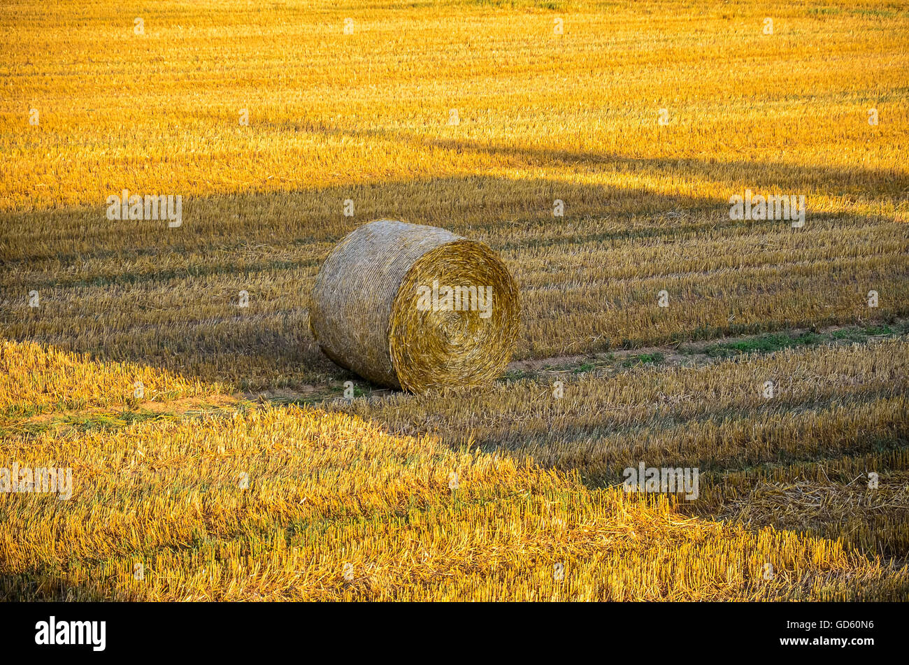 Harvest Field with straw bale in Summer Stock Photo - Alamy