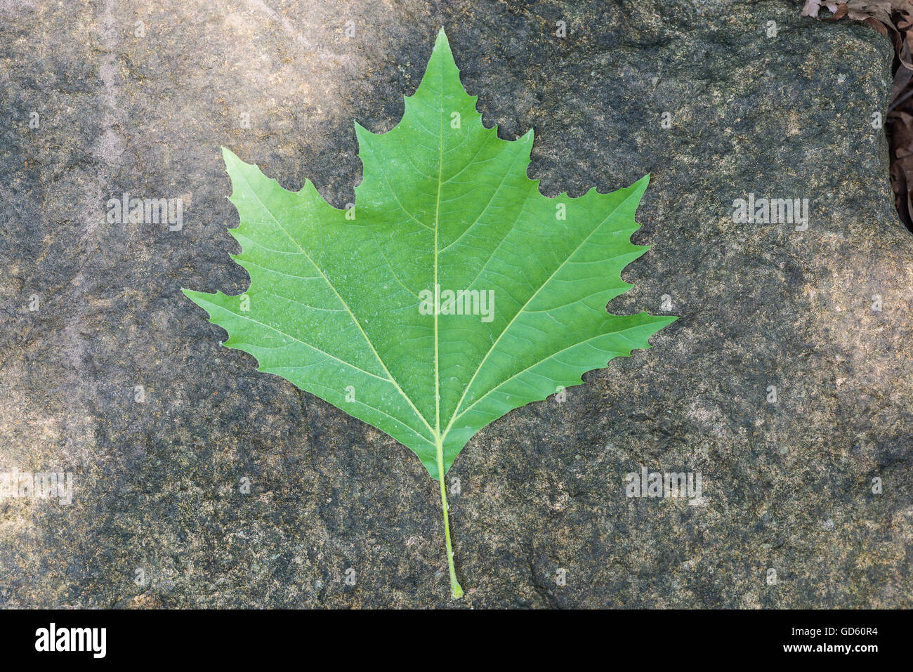 Leaf of a Platanus hybrida also said Platanus acerifolia. Stock Photo