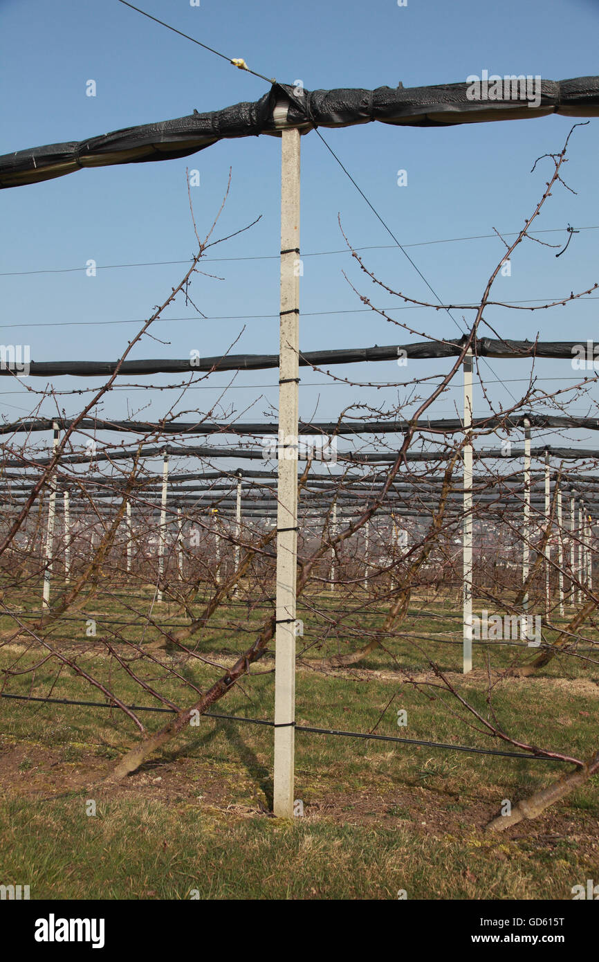 Fan trained espalier hires stock photography and images Alamy