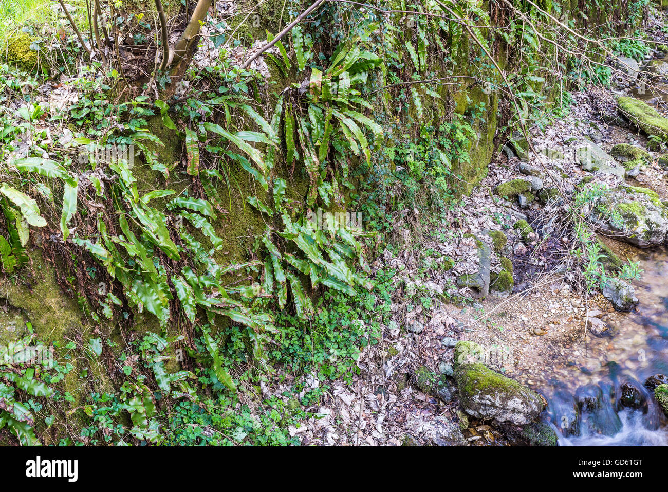 Phyllitis scolopendrium in its natural habitat Stock Photo
