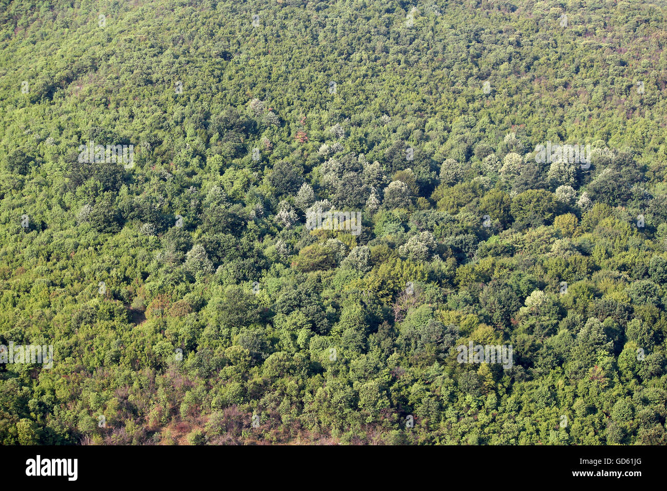 Real Forrest Forest and nature hi-res stock photography and images - Alamy