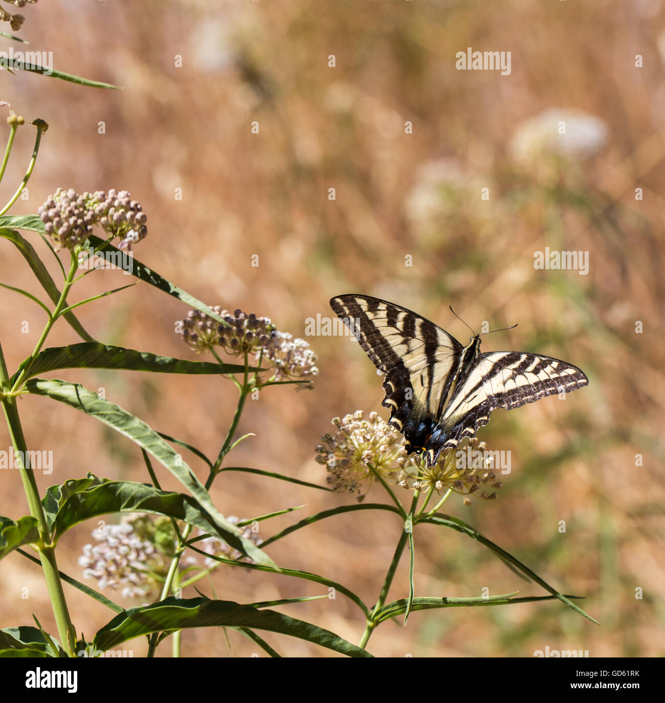 Western Tiger Swallowtail (Papilio rutulus) feeding on milkweed plant. Stock Photo