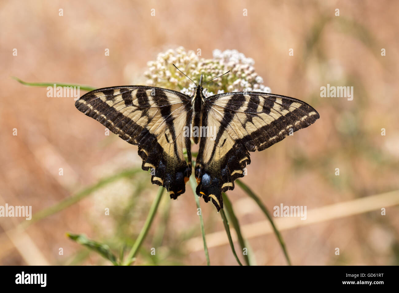 Western Tiger Swallowtail (Papilio rutulus) feeding on milkweed plant. Stock Photo