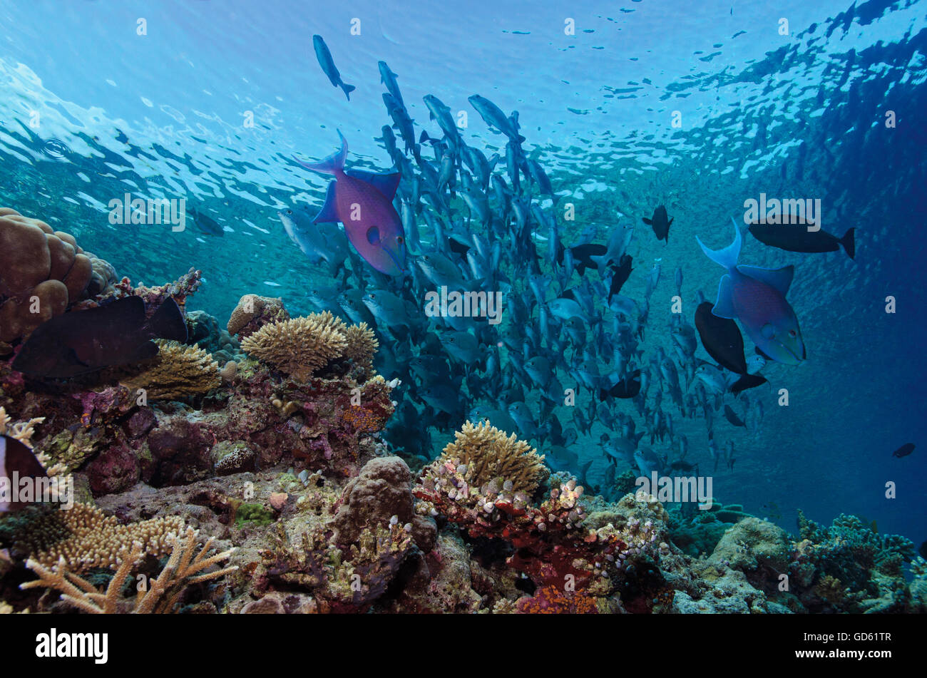 Shot of top of coral reef with surgeonfish and triggerfish showing an interest in a Shoal of spawning Snubnose rudderfish, Stock Photo