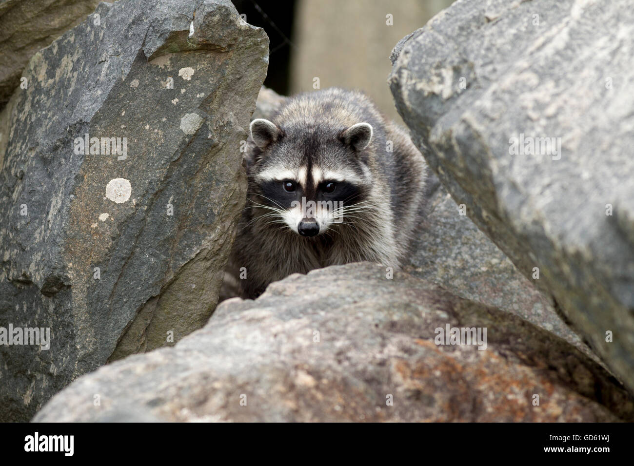 Red Rocks Raccoon Raccoon in the rocks Stock Photo - Alamy