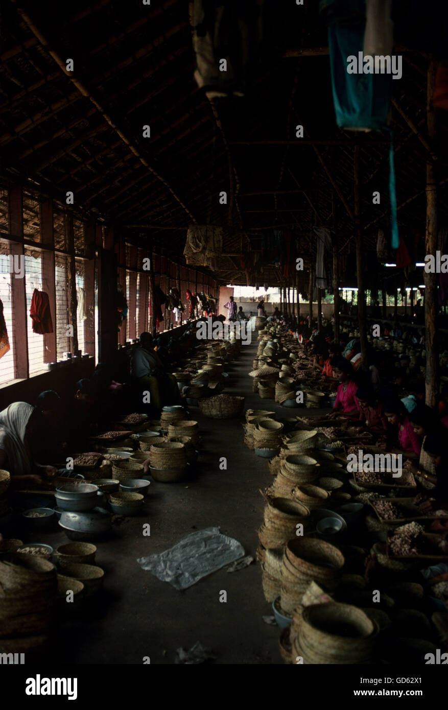 Cashew nut factory Stock Photo Alamy