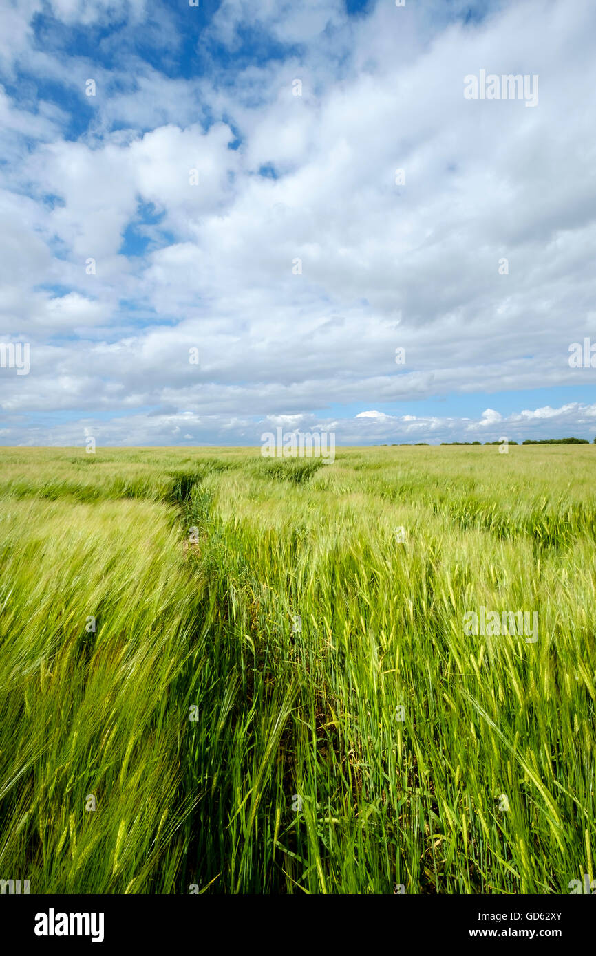 Wide green barley field hi-res stock photography and images - Alamy