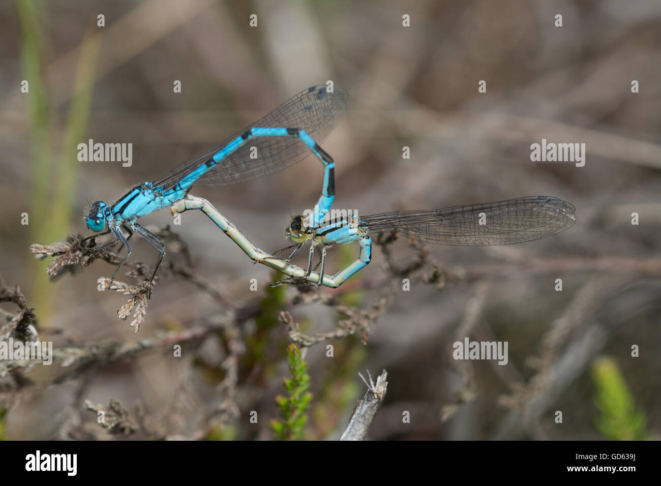 Tandem (mating) pair of common blue damselflies (Enallagma cyathigerum ...