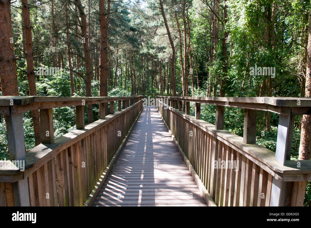 Wooden footbridge crossing high up over a forest. Looking down from above the trees Stock Photo