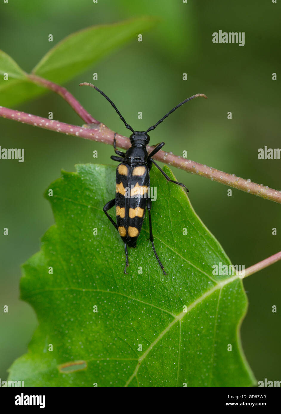 Four-banded longhorn beetle (Leptura quadrifasciata) in Berkshire, England Stock Photo