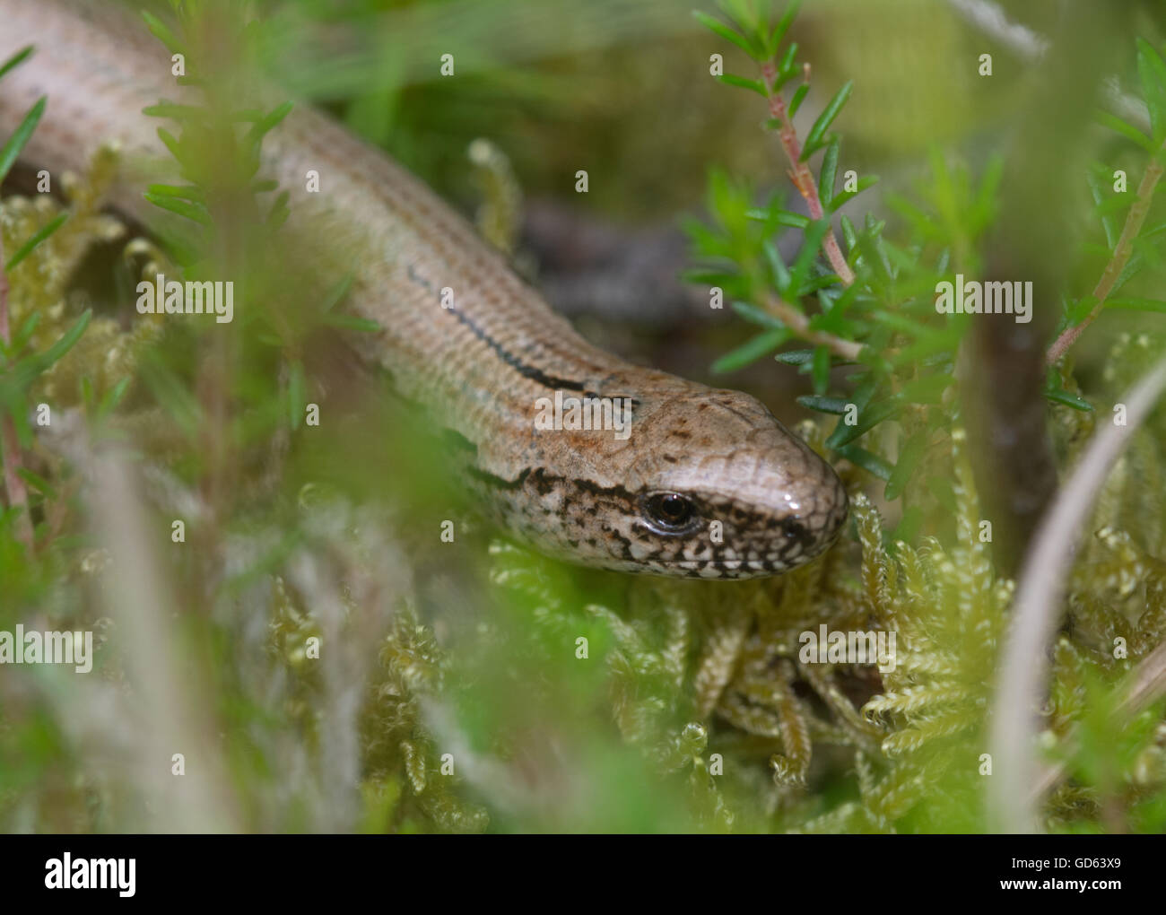 Slow worm (Anguis fragilis) in mossy habitat in Berkshire, England Stock Photo