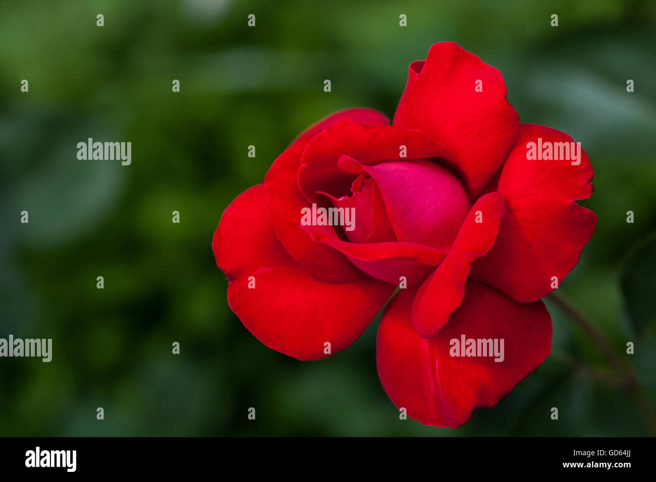 Single big red rose in garden, top view, selective focus Stock Photo