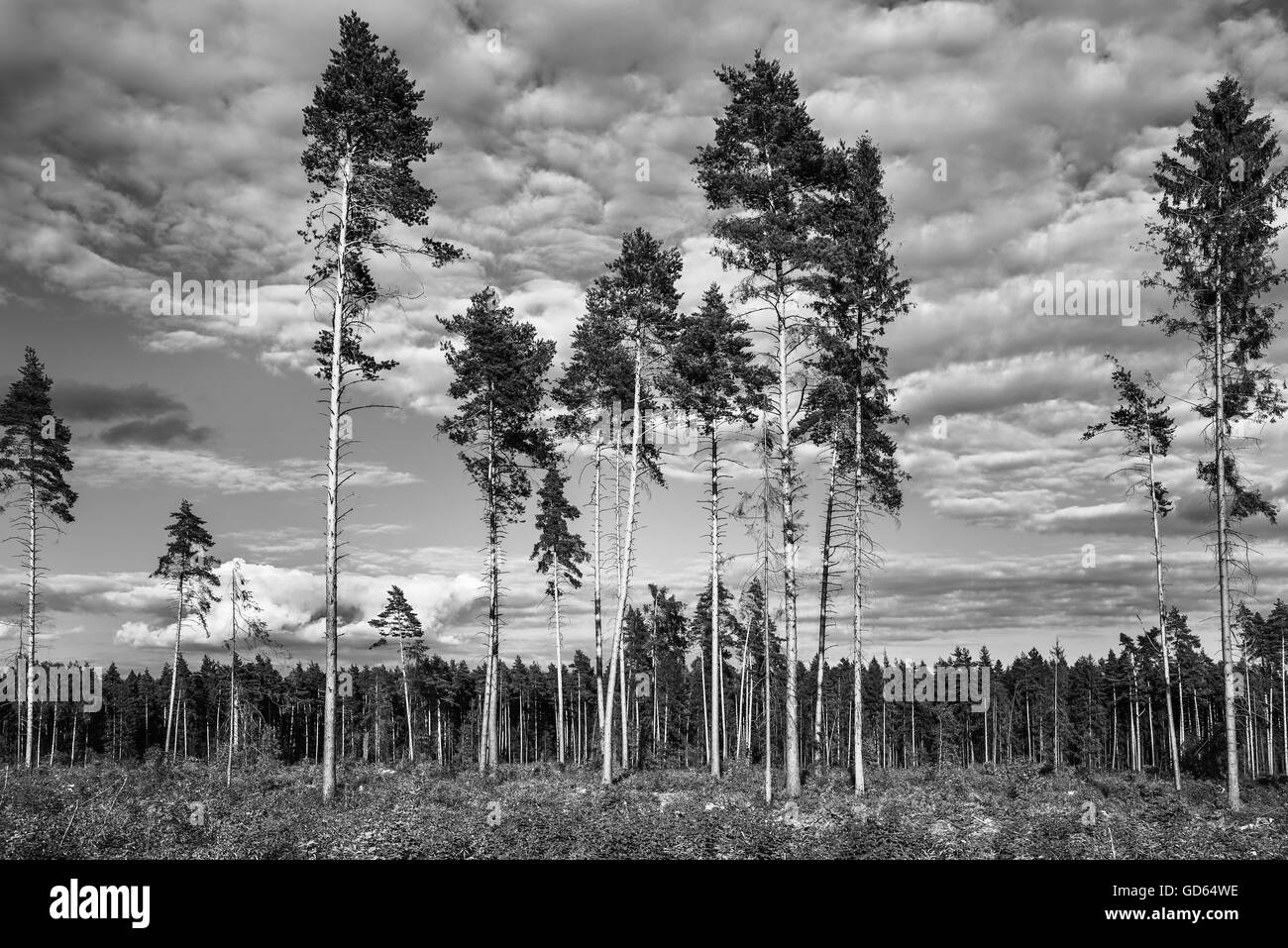 Tall old pine trees. Stock Photo