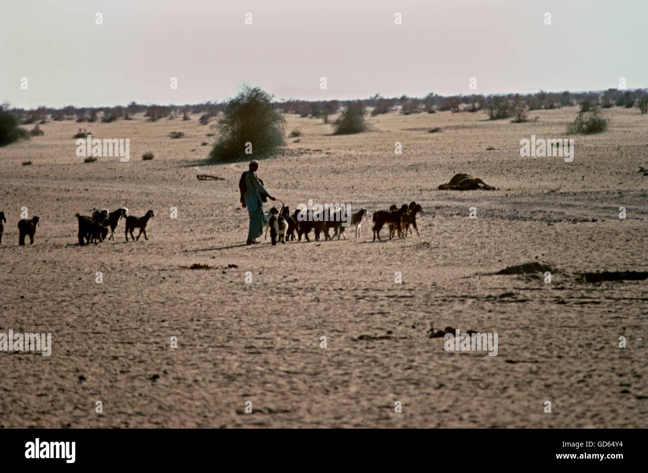 Shepherd in Thar Desert Stock Photo