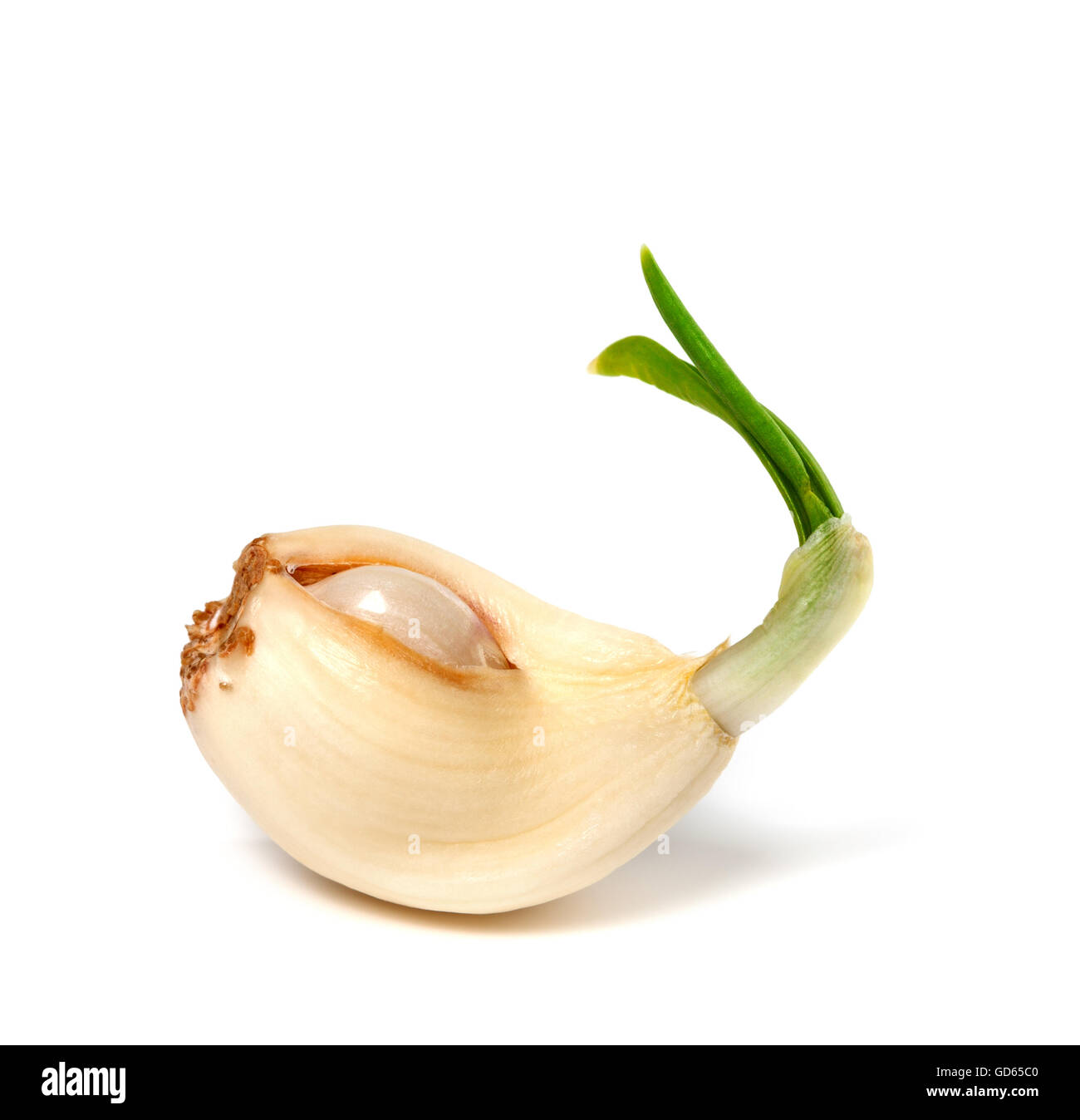 Sprouting clove of garlic. Isolated on white background Stock Photo Alamy
