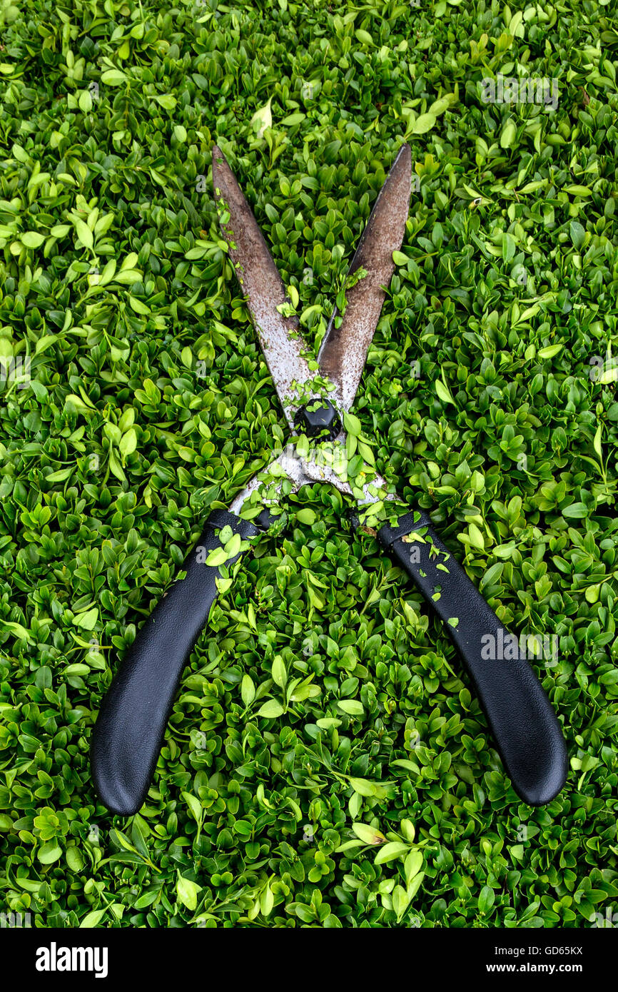 Garden shears on privet hedge. Stock Photo