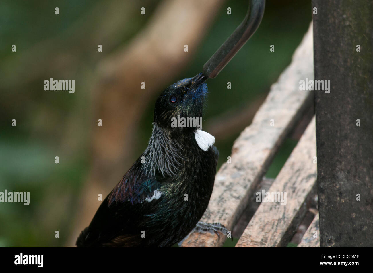 A Tui bird is taking a drink from a feeder in Orokonui Ecosanctuary near Dunedin on the South Island of New Zealand. Stock Photo