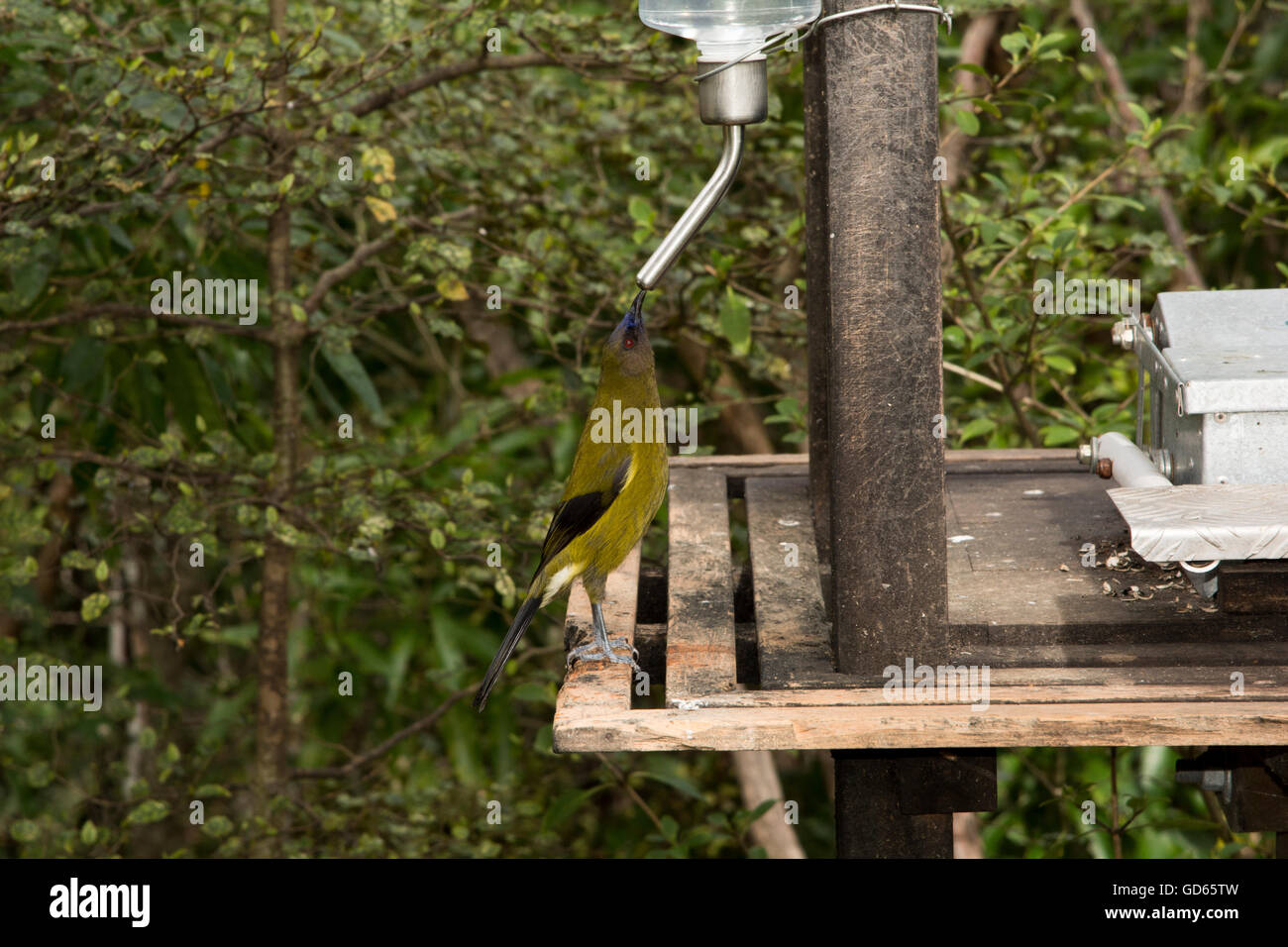 New Zealand Bellbird drinking from a feeder in Orokonui Ecosanctuary near Dunedin on the South Island. Stock Photo