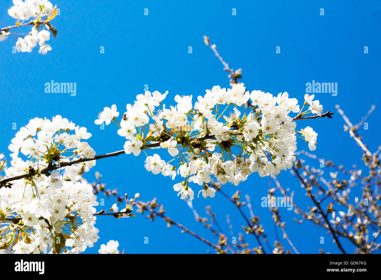 Cherry blossoms over blue sky background Stock Photo - Alamy