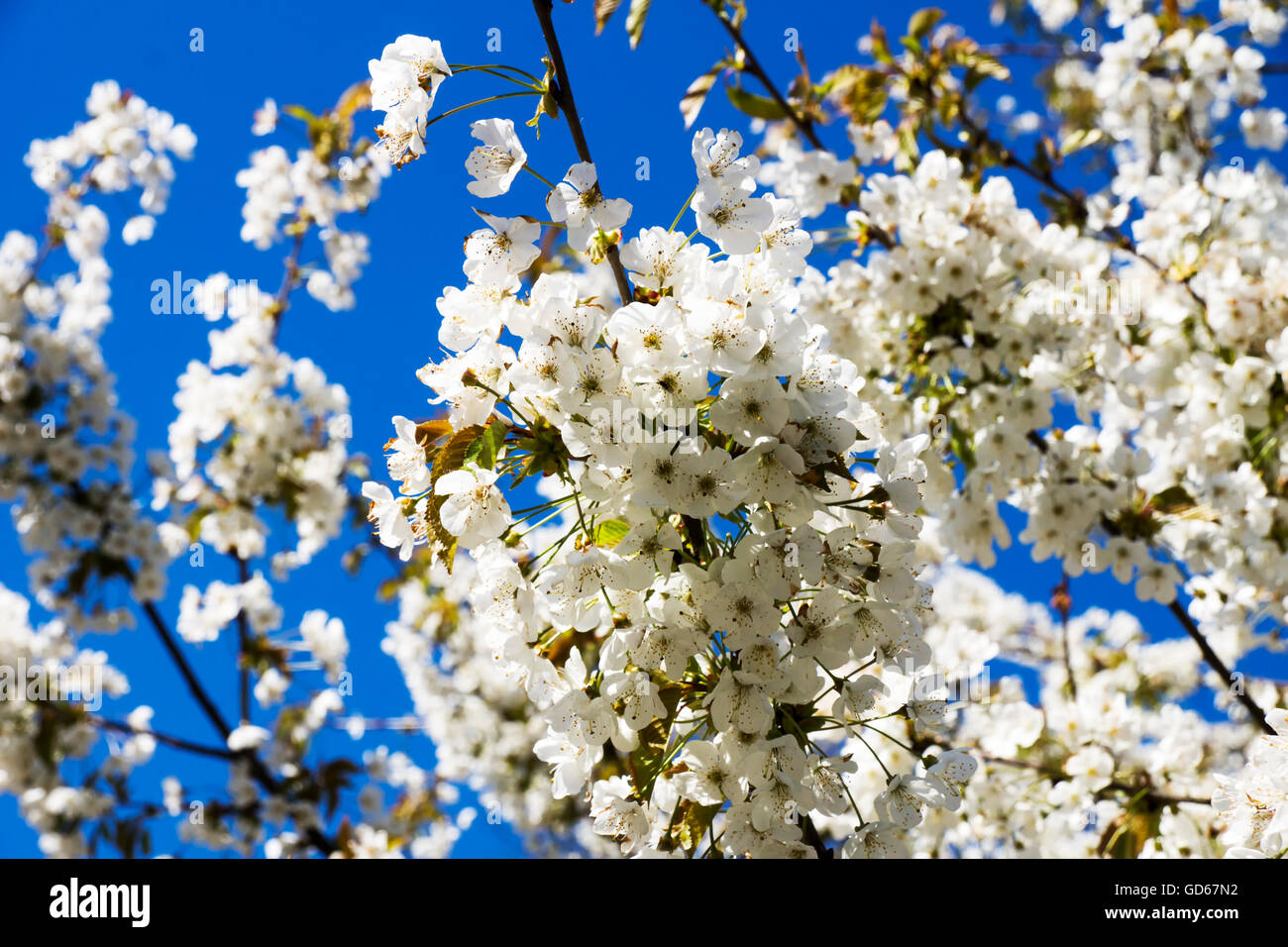 Cherry blossoms over blue sky background Stock Photo - Alamy