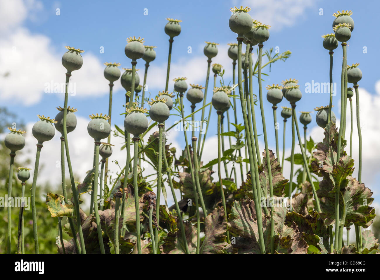 Poppy seed heads hires stock photography and images Alamy