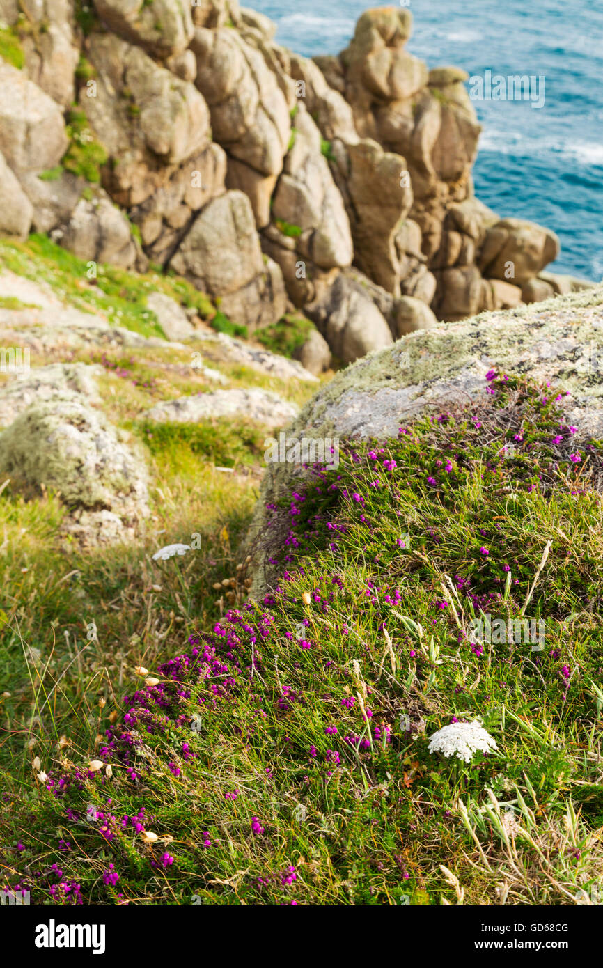 Heather growing on the clifftops near Gwennap Head in Cornwall Stock Photo