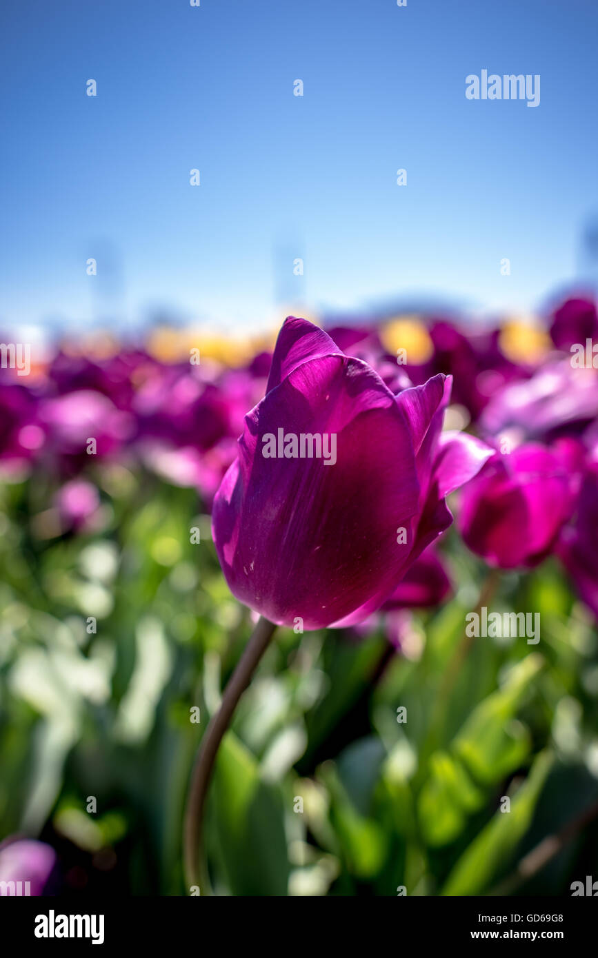 Fresh purple tulip growing outdoors in a garden display under a sunny blue sky symbolic of spring and the changing seasons Stock Photo